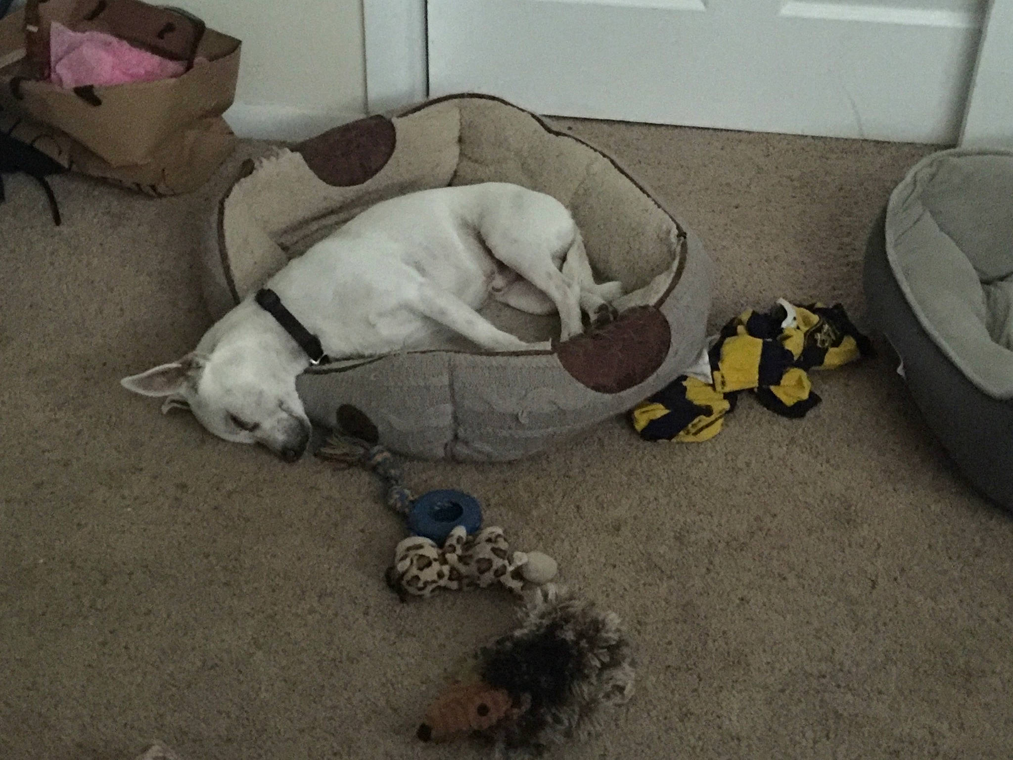 Peanut joined the competition — help win amazing prizes! canidae, carnivore, comfort, companion_dog, dog, dog_breed, dog_supply, fawn, flooring, nap, non_sporting_group, paw, shipping_box, sleep, small_to_medium_sized_cats, snout, sporting_group, tail, toy, working_animal