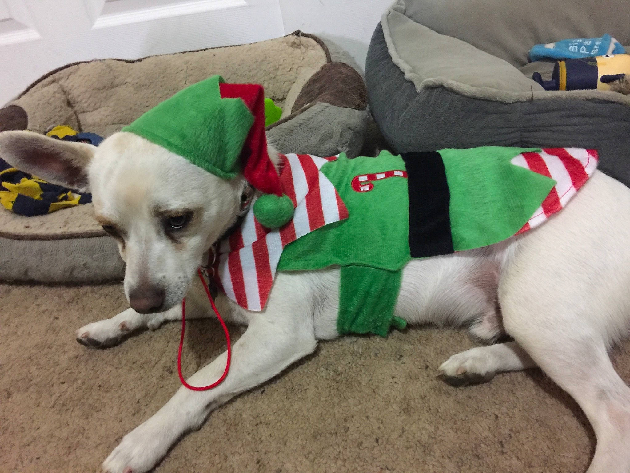 Peanut joined the competition — help win amazing prizes! canidae, carmine, carnivore, collar, comfort, companion_dog, costume_hat, couch, dog, dog_breed, dog_collar, dog_supply, fawn, fur, pet_supply, snout, sock, sporting_group, tail, working_animal