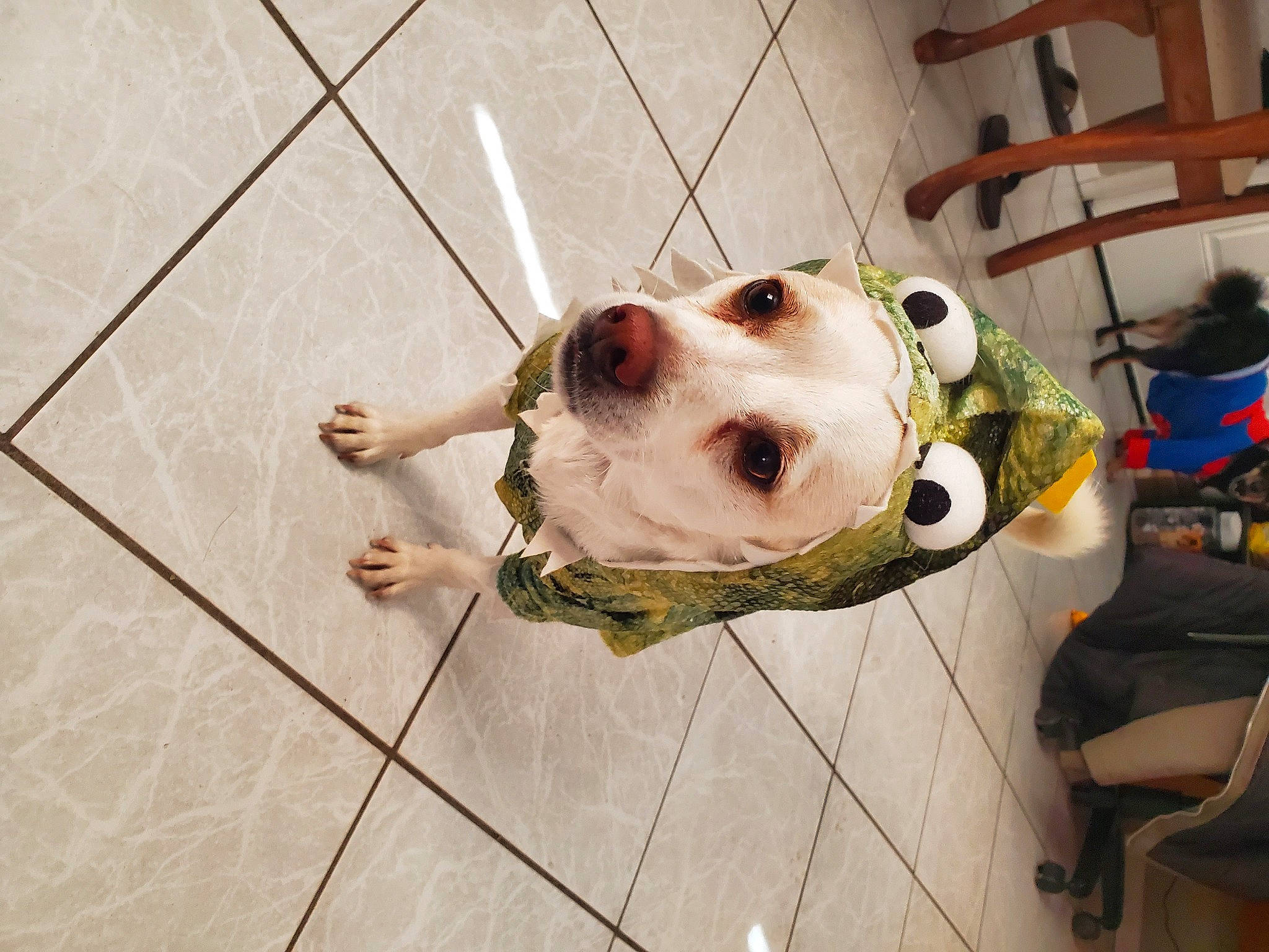 Peanut joined the competition — help win amazing prizes! canidae, carnivore, collar, companion_dog, dog, dog_breed, dog_collar, dog_supply, fashion_accessory, fawn, flooring, fur, hardwood, leash, pet_supply, snout, sporting_group, tile_flooring, wood, working_animal