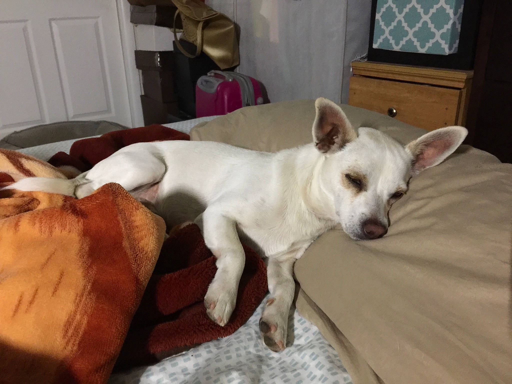 Peanut joined the competition — help win amazing prizes! cabinetry, canidae, carnivore, collar, comfort, companion_dog, dog, dog_breed, dog_supply, door, fawn, felidae, small_terrier, snout, sporting_group, tail, terrestrial_animal, toy_dog, whiskers, working_animal