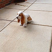 Mario is registered to the contest to win money with this photo: puppy, dog, basset_hound, small_dog, outdoor, brick_wall, tiled_floor, pet, young_dog, floppy_ears, cute, sitting, alone, animal, canine, side_view, short_legs, white_and_brown, floor_stains, concrete