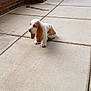 puppy, dog, basset_hound, small_dog, outdoor, brick_wall, tiled_floor, pet, young_dog, floppy_ears, cute, sitting, alone, animal, canine, side_view, short_legs, white_and_brown, floor_stains, concrete