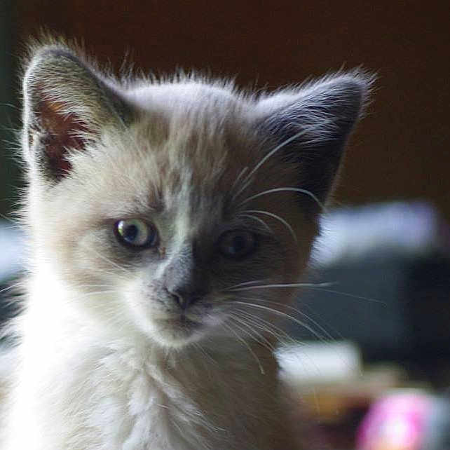 Atlas joined the competition — help win amazing prizes! abyssinian, angora, animal, cat, kitten, manx, pet, siamese