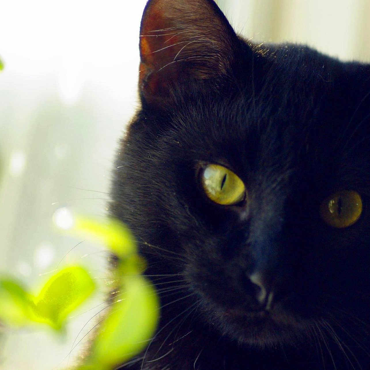 Anubis