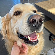 Radja a rejoint le concours — aidez-le/la à gagner de superbes lots ! adult, animal, bodypart, canine, clothing, cockerspaniel, dog, footwear, goldenretriever, hound, labradorretriever, male, man, mouth, person, pet, puppy, shoe, teeth, whitedog