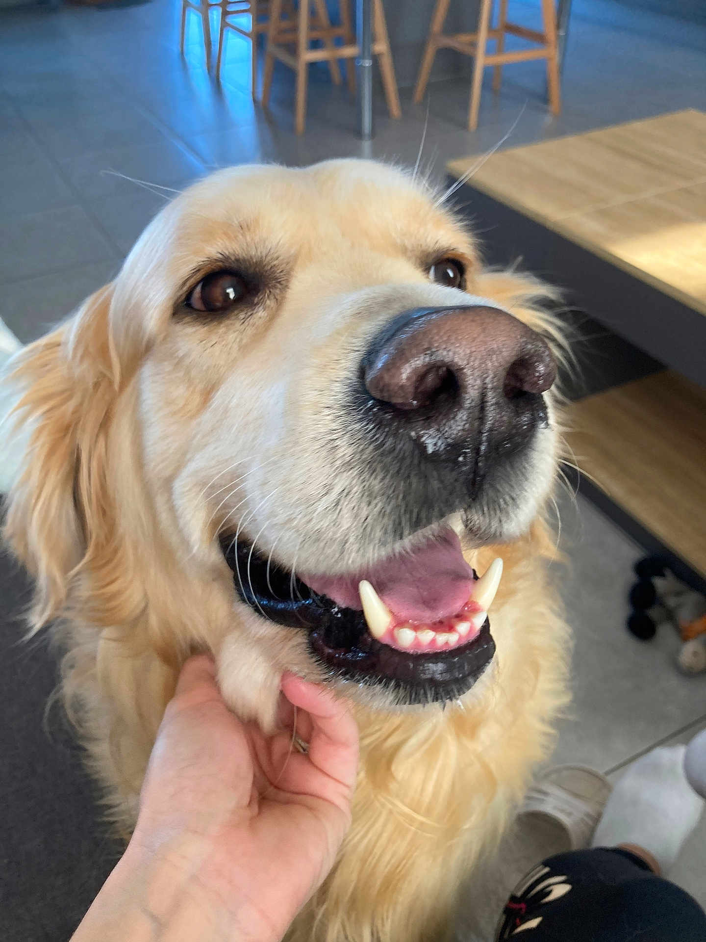 Radja a rejoint le concours — aidez-le/la à gagner de superbes lots ! adult, animal, bodypart, canine, clothing, cockerspaniel, dog, footwear, goldenretriever, hound, labradorretriever, male, man, mouth, person, pet, puppy, shoe, teeth, whitedog