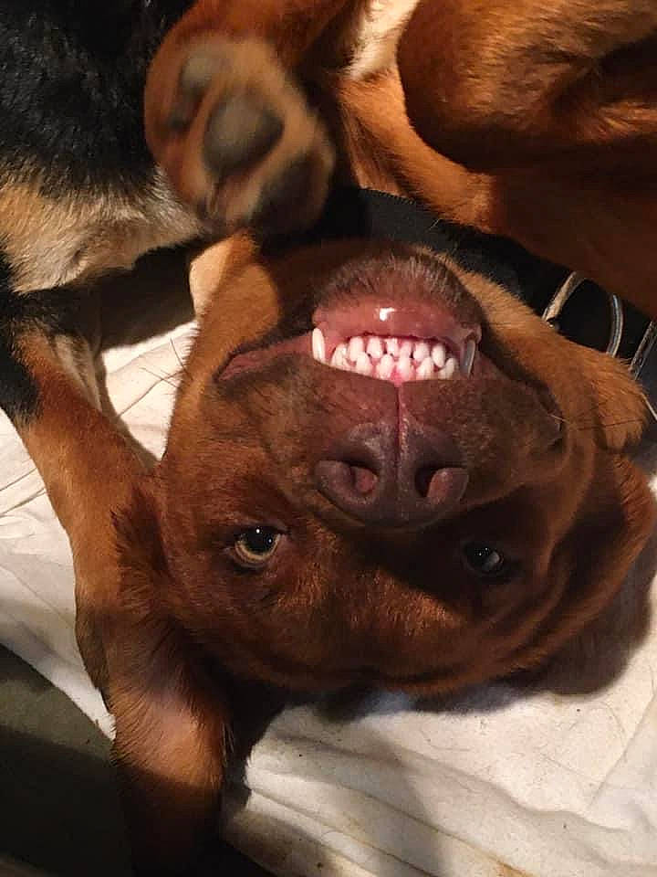 Bronx is registered to the contest to win money with this photo: brown, canidae, carnivore, comfort, companion_dog, dog, dog_breed, ear, fawn, fur, jaw, liver, mouth, nose, snout, sporting_group, terrestrial_animal, whiskers, working_animal, working_dog