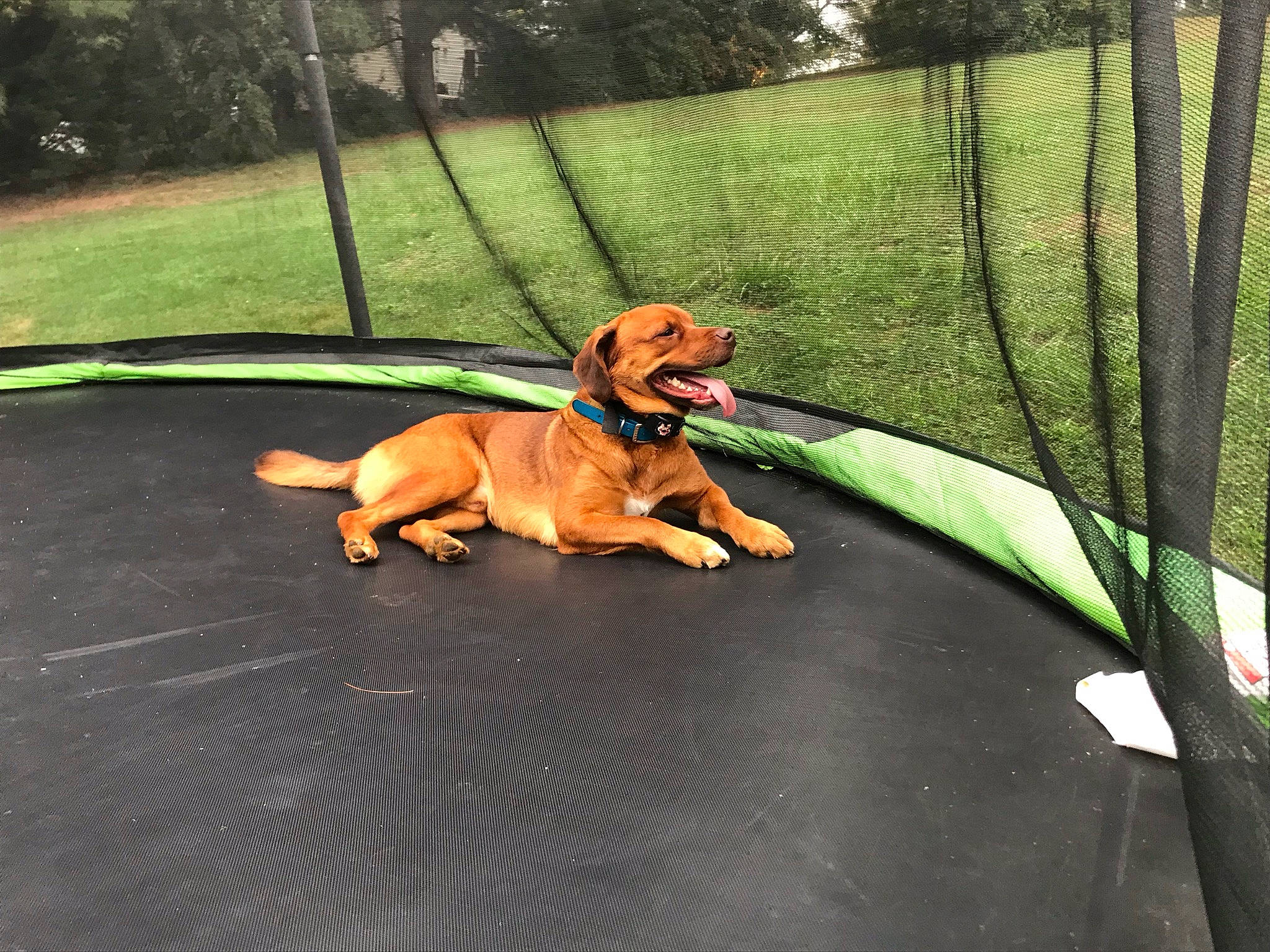 Bronx joined the competition — help win amazing prizes! carnivore, chair, collar, companion_dog, dog, dog_breed, dog_supply, fawn, fence, grass, lawn, leash, leisure, outdoor_furniture, pet_supply, plant, recreation, shade, sporting_group, tree
