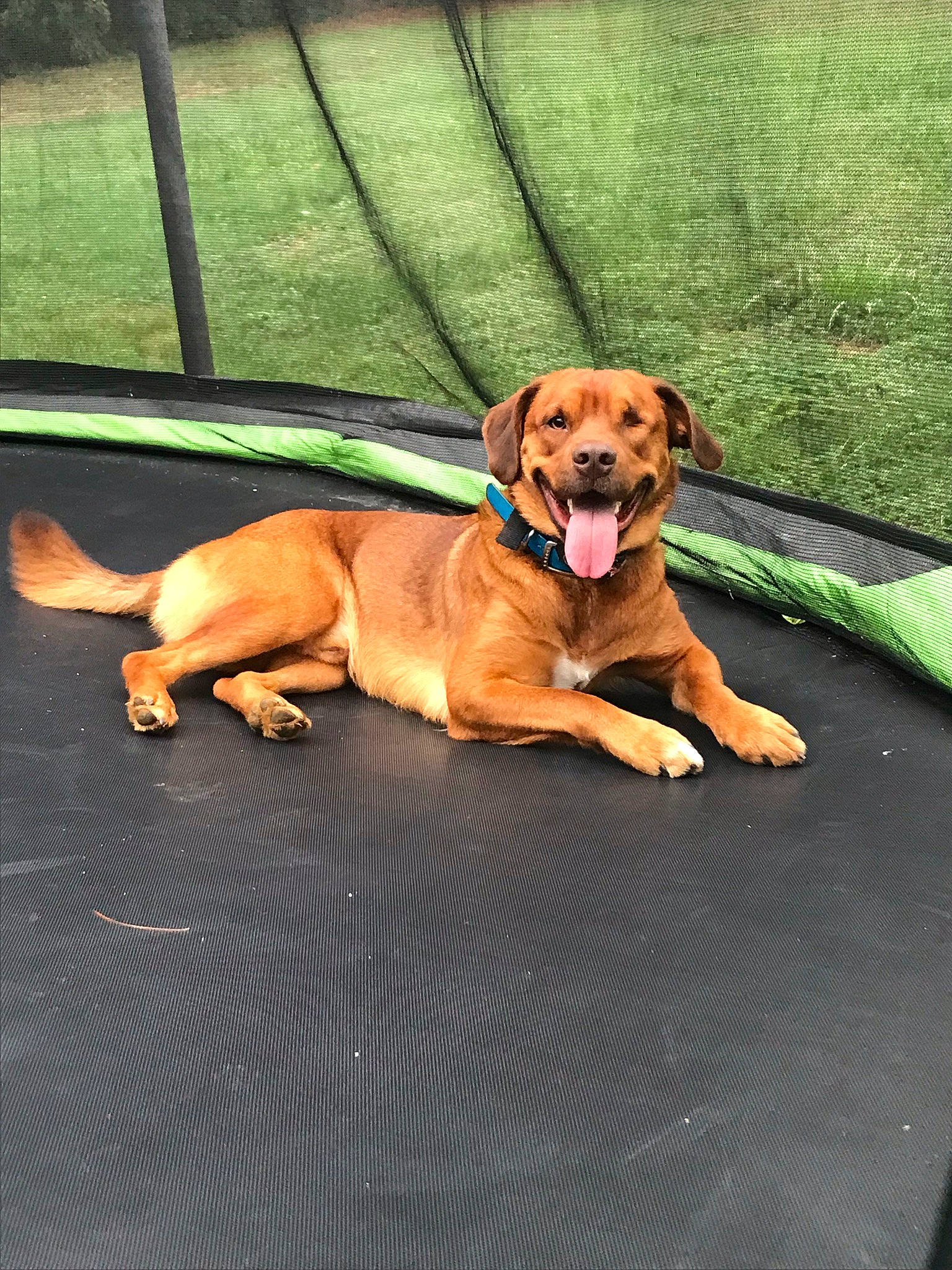 Bronx is registered to the contest to win money with this photo: canidae, carnivore, collar, companion_dog, dog, dog_breed, dog_collar, dog_supply, fawn, grass, hound, leash, liver, pet_supply, plant, snout, sporting_group, tail, vehicle_door, working_animal