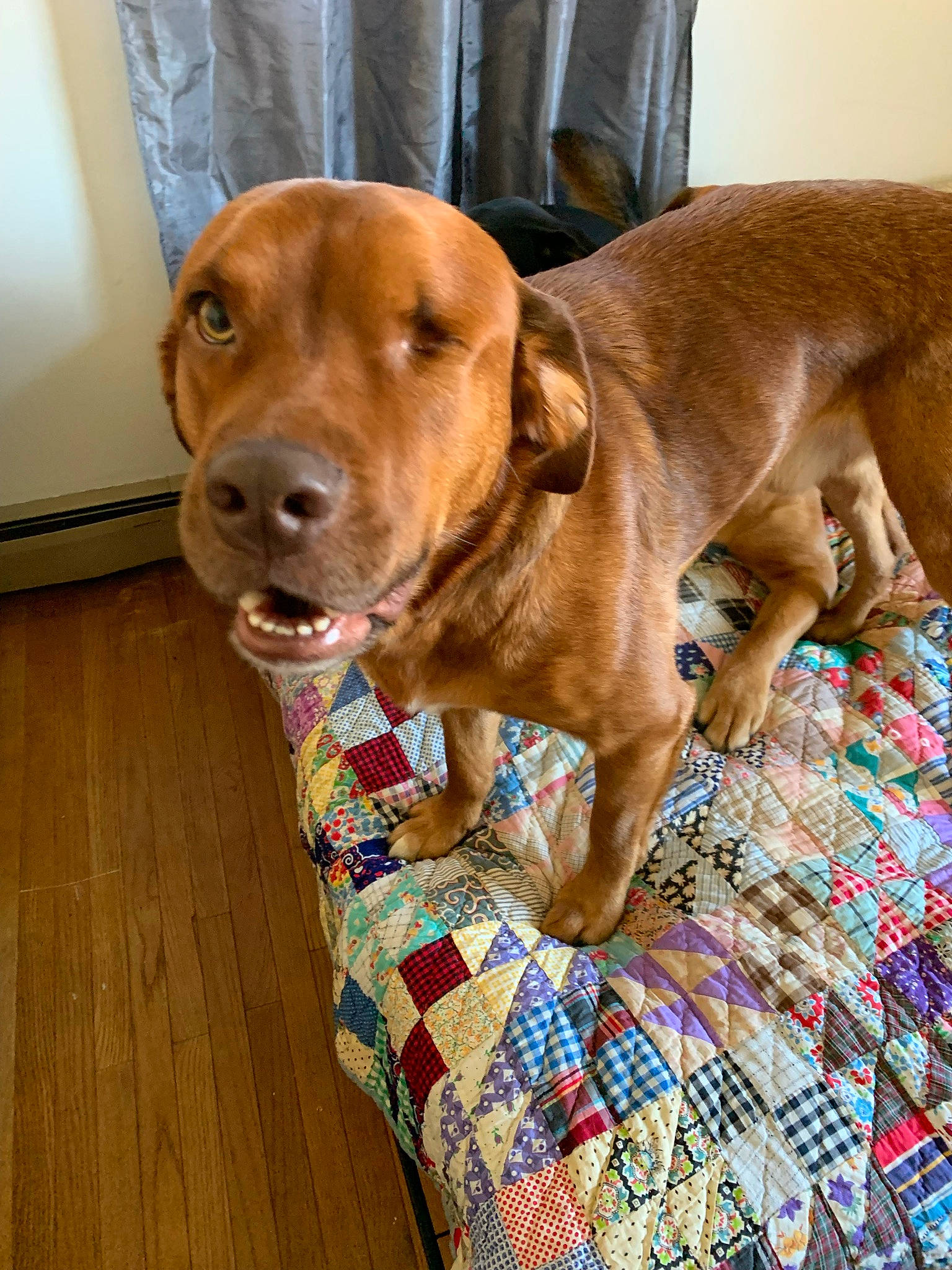 Bronx joined the competition — help win amazing prizes! canidae, carnivore, collar, comfort, companion_dog, dog, dog_breed, dog_collar, dog_supply, fawn, flooring, hardwood, hound, liver, pet_supply, snout, sporting_group, whiskers, wood, working_animal