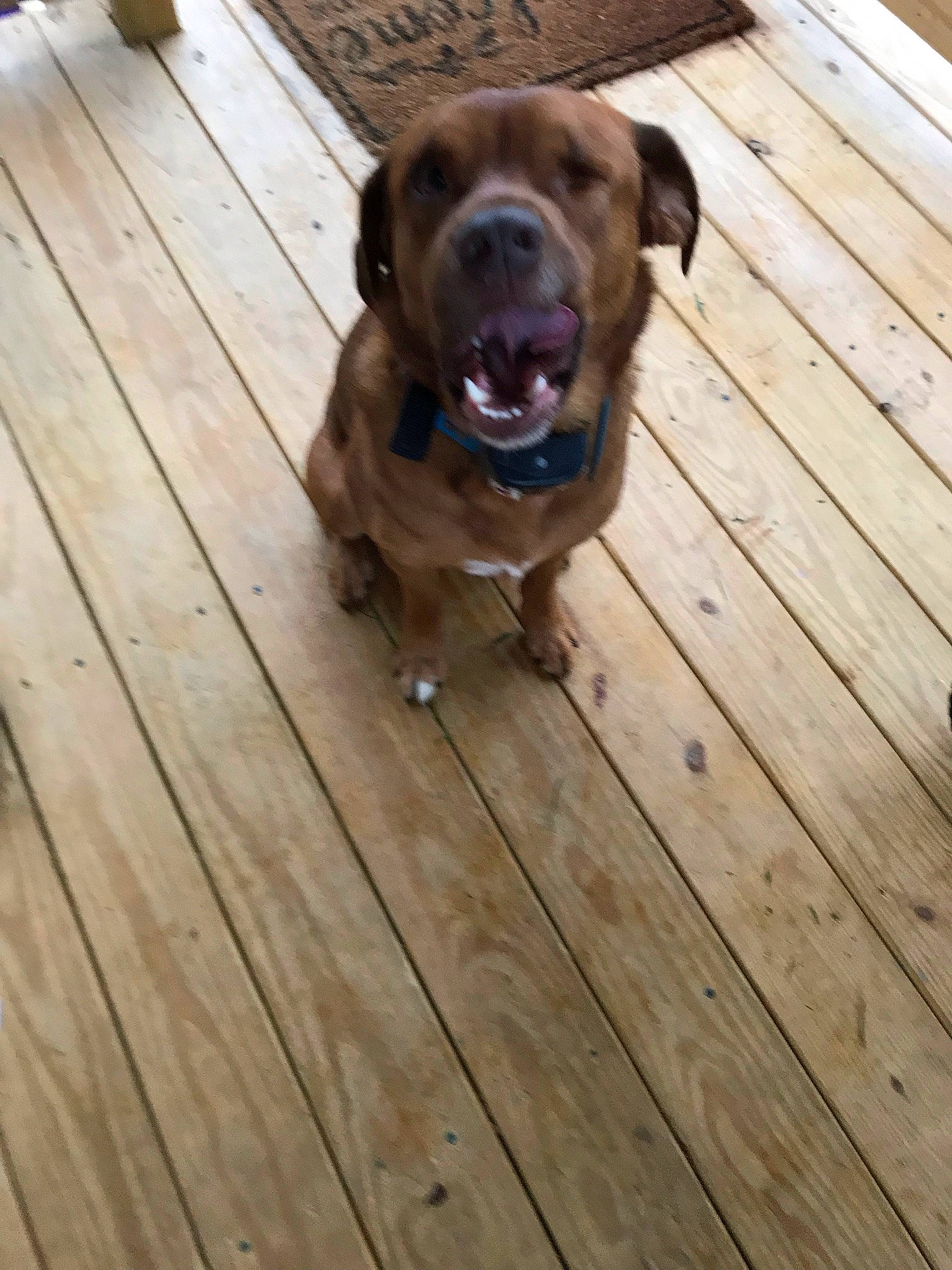 Bronx joined the competition — help win amazing prizes! carnivore, companion_dog, deck, dog, dog_breed, dog_collar, fawn, floor, flooring, gun_dog, hardwood, hound, laminate_flooring, liver, plank, varnish, wood, wood_flooring, wood_stain, working_animal