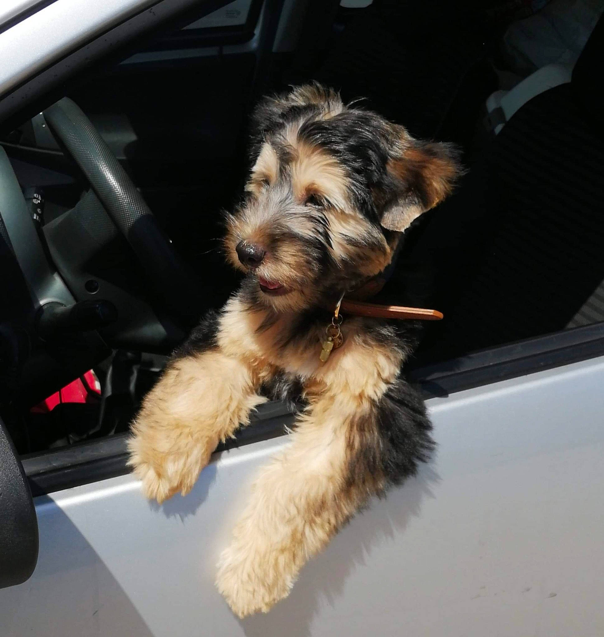 Mes Bebes participe au concours pour gagner de l'argent avec cette photo : automotive_window_part, biewer_terrier, canidae, carnivore, companion_dog, dog, dog_breed, fur, liver, motor_vehicle, small_terrier, snout, sporting_group, terrier, toy_dog, vehicle, vehicle_door, windshield, working_animal, yorkipoo