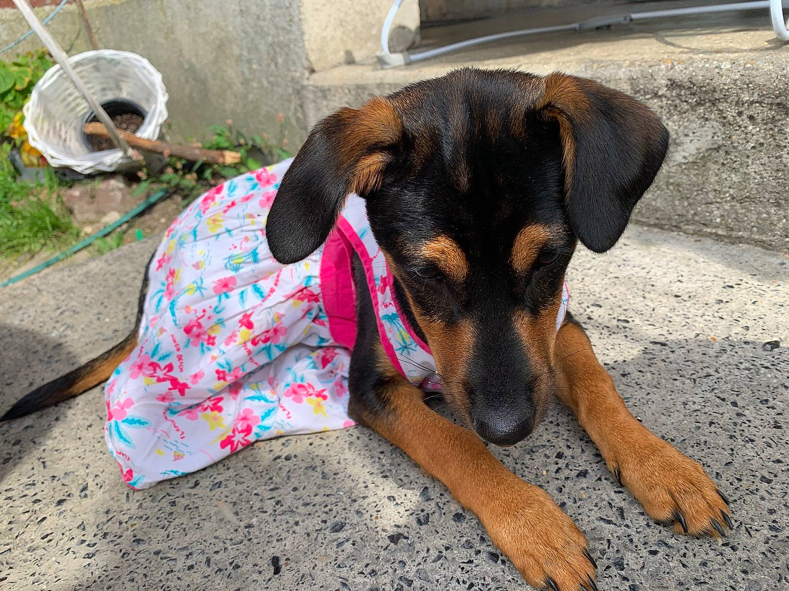 Mes Bebes participe au concours pour gagner de l'argent avec cette photo : automotive_tire, canidae, carnivore, collar, companion_dog, dog, dog_breed, dog_supply, fashion_accessory, fawn, grass, guard_dog, hunting_dog, mechanical_fan, pet_supply, plant, sporting_group, terrestrial_animal, working_animal, working_dog