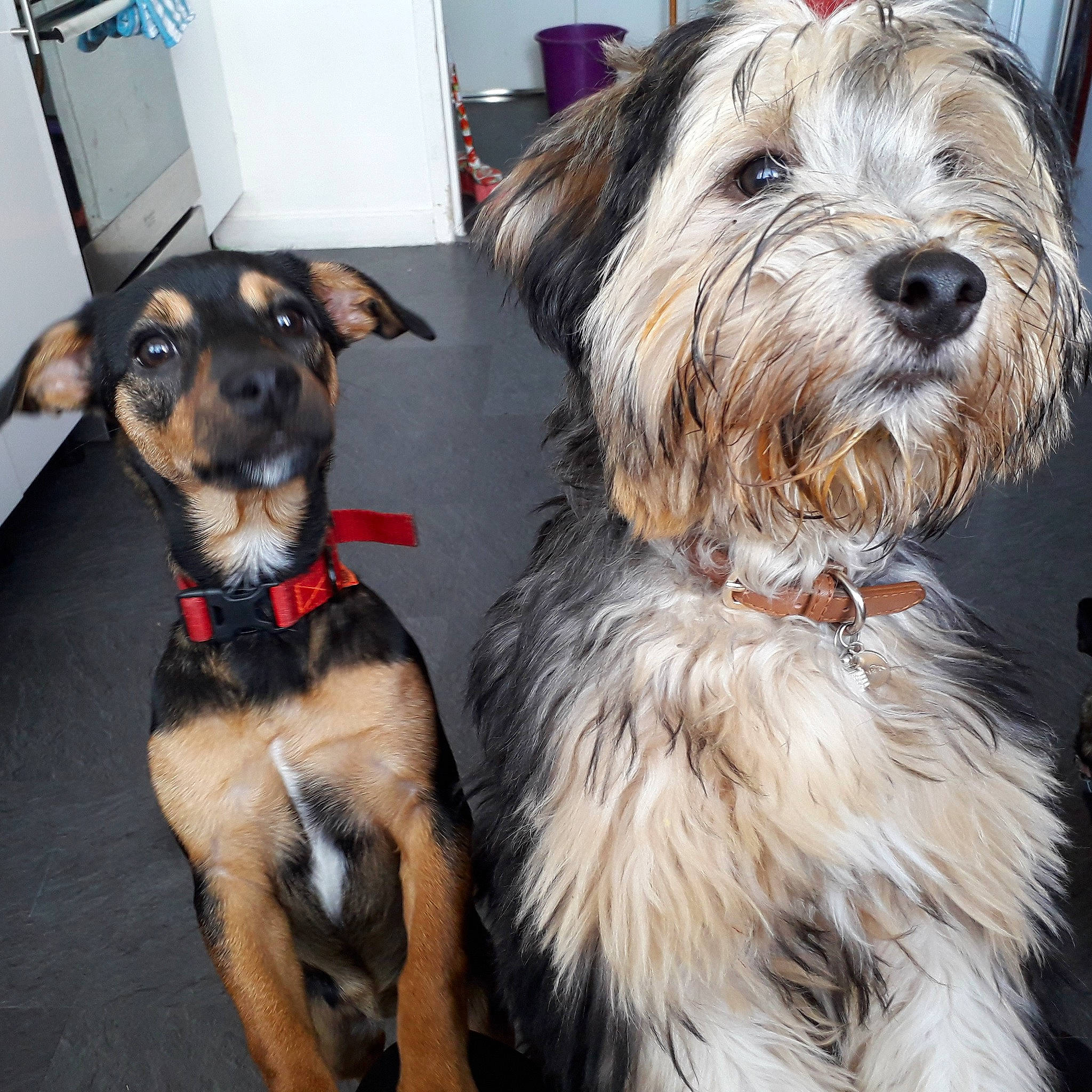 Mes Bebes a rejoint le concours — aidez-le/la à gagner de superbes lots ! canidae, carnivore, collar, companion_dog, dog, dog_breed, dog_collar, dog_supply, fashion_accessory, fur, giant_dog_breed, leash, pet_supply, small_terrier, snout, sporting_group, terrier, toy_dog, working_animal, working_dog