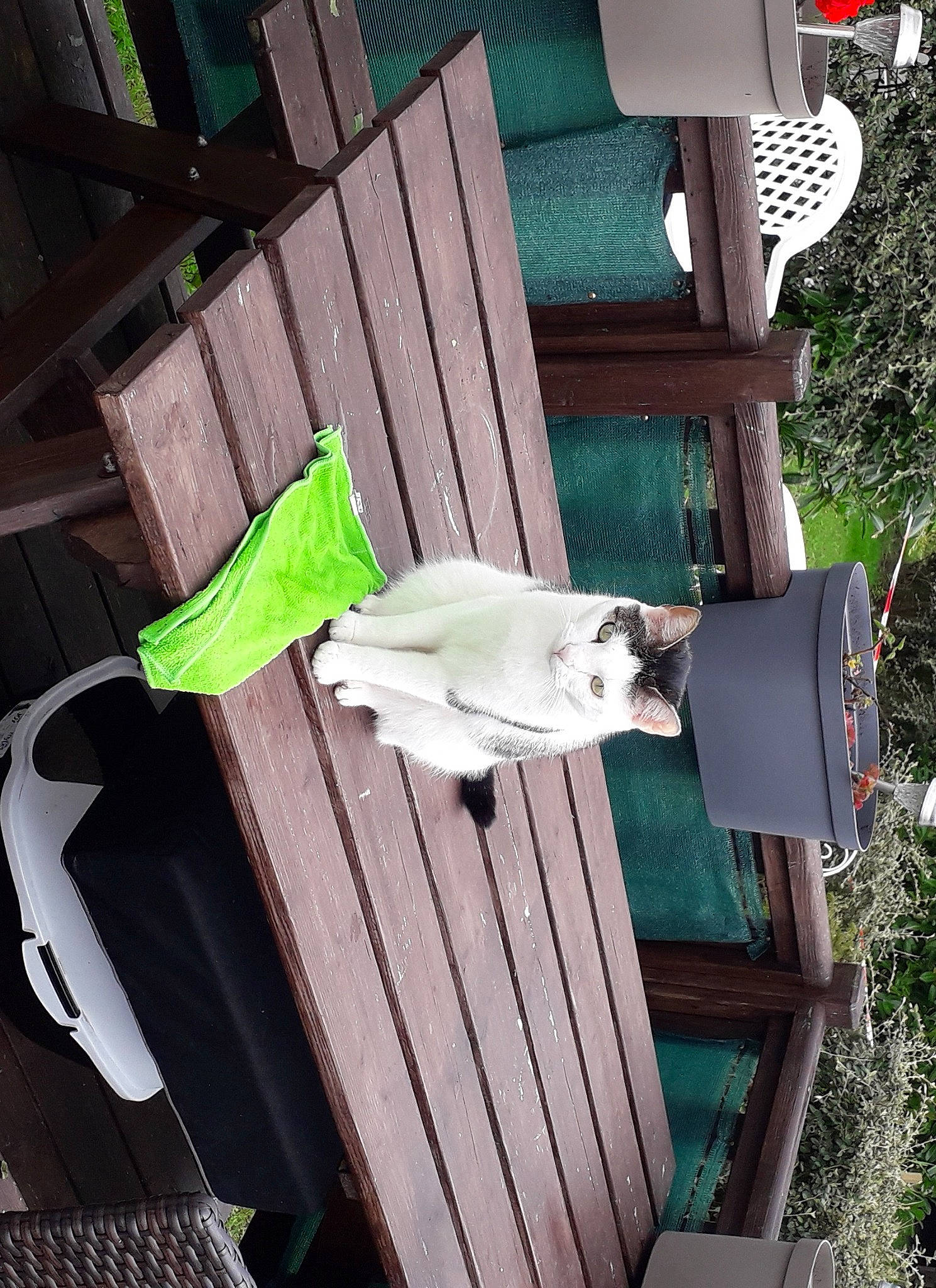 Bérus participe au concours pour gagner de l'argent avec cette photo : chair, dog, grass, green, hardwood, leisure, outdoor_furniture, plant, rectangle, room, siding, table, tree, white, wood, wood_stain