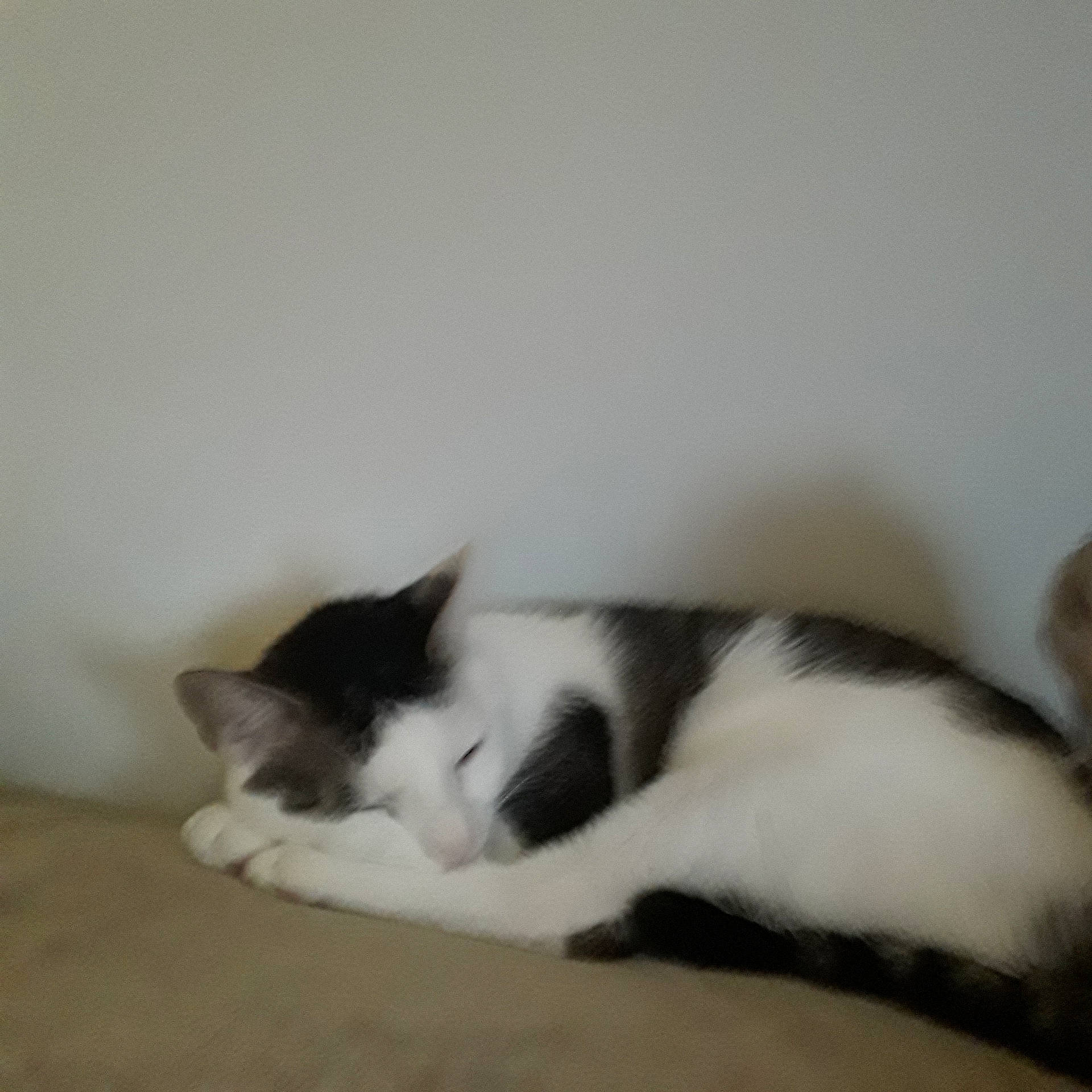 Bérus a rejoint le concours — aidez-le/la à gagner de superbes lots ! carnivore, cat, comfort, domestic_short_haired_cat, felidae, flooring, foot, fur, hardwood, nap, paw, room, small_to_medium_sized_cats, tail, whiskers, wood