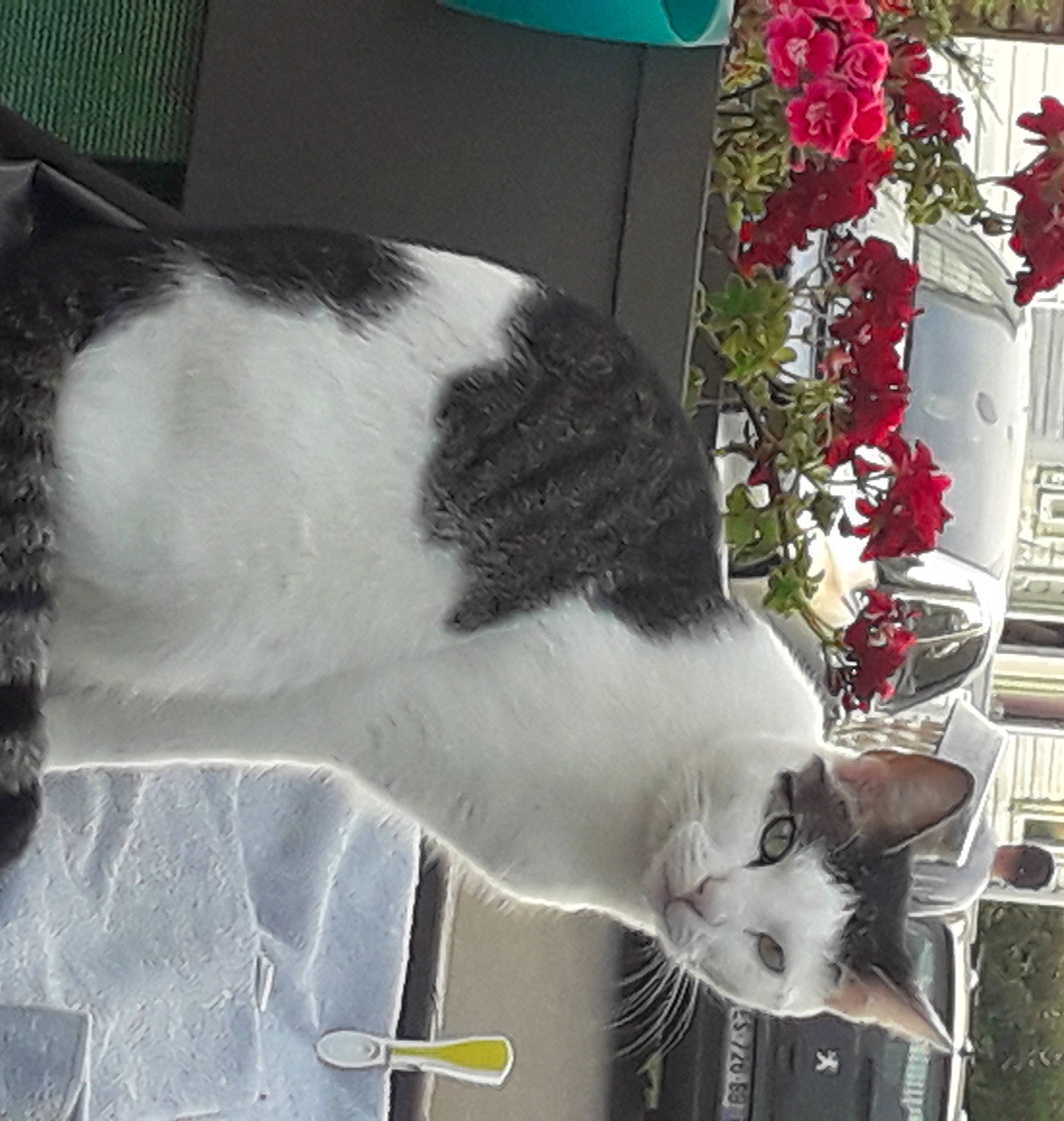 Bérus a rejoint le concours — aidez-le/la à gagner de superbes lots ! carmine, carnivore, cat, collar, domestic_short_haired_cat, felidae, flower, flower_arranging, fur, green, mammal, paw, petal, plant, small_to_medium_sized_cats, snout, tail, vertebrate, whiskers, window