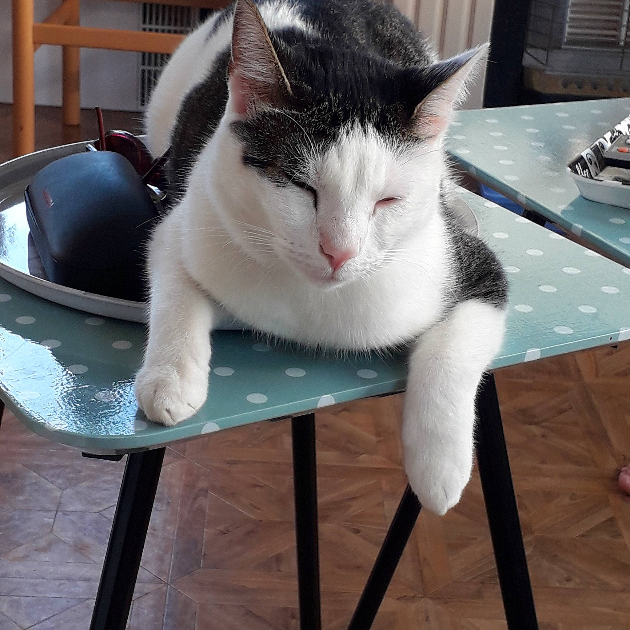 Bérus a rejoint le concours — aidez-le/la à gagner de superbes lots ! carnivore, cat, cat_supply, chair, comfort, domestic_short_haired_cat, felidae, flooring, fur, furniture, hardwood, outdoor_furniture, paw, pet_supply, small_to_medium_sized_cats, snout, table, tail, whiskers, white