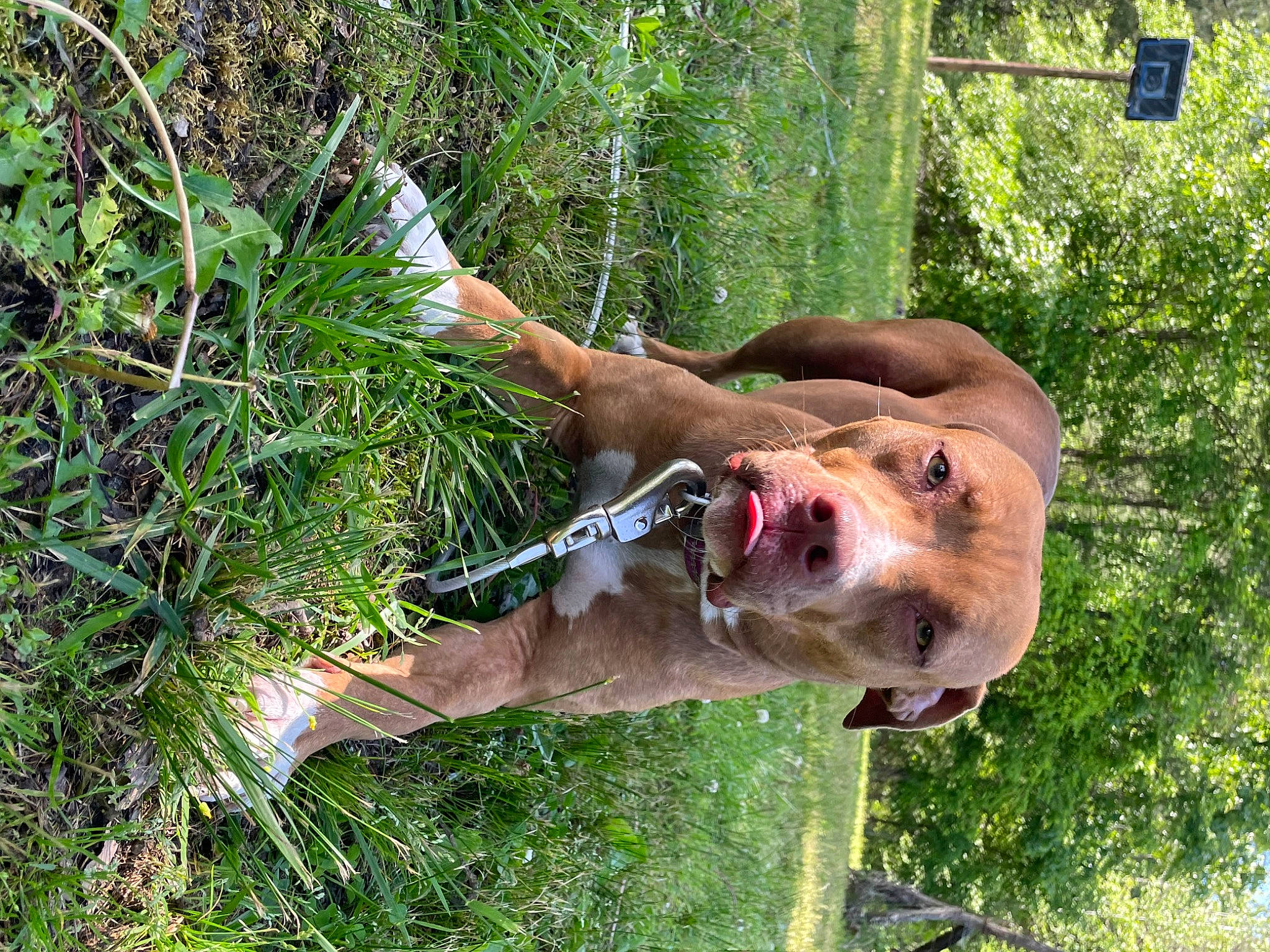 Cocoa is registered to the contest to win money with this photo: biting, canidae, carnivore, collar, dog, dog_breed, fawn, grass, groundcover, jaw, liver, pet_supply, plant, snout, sporting_group, tail, terrestrial_animal, tree, wildlife, working_animal
