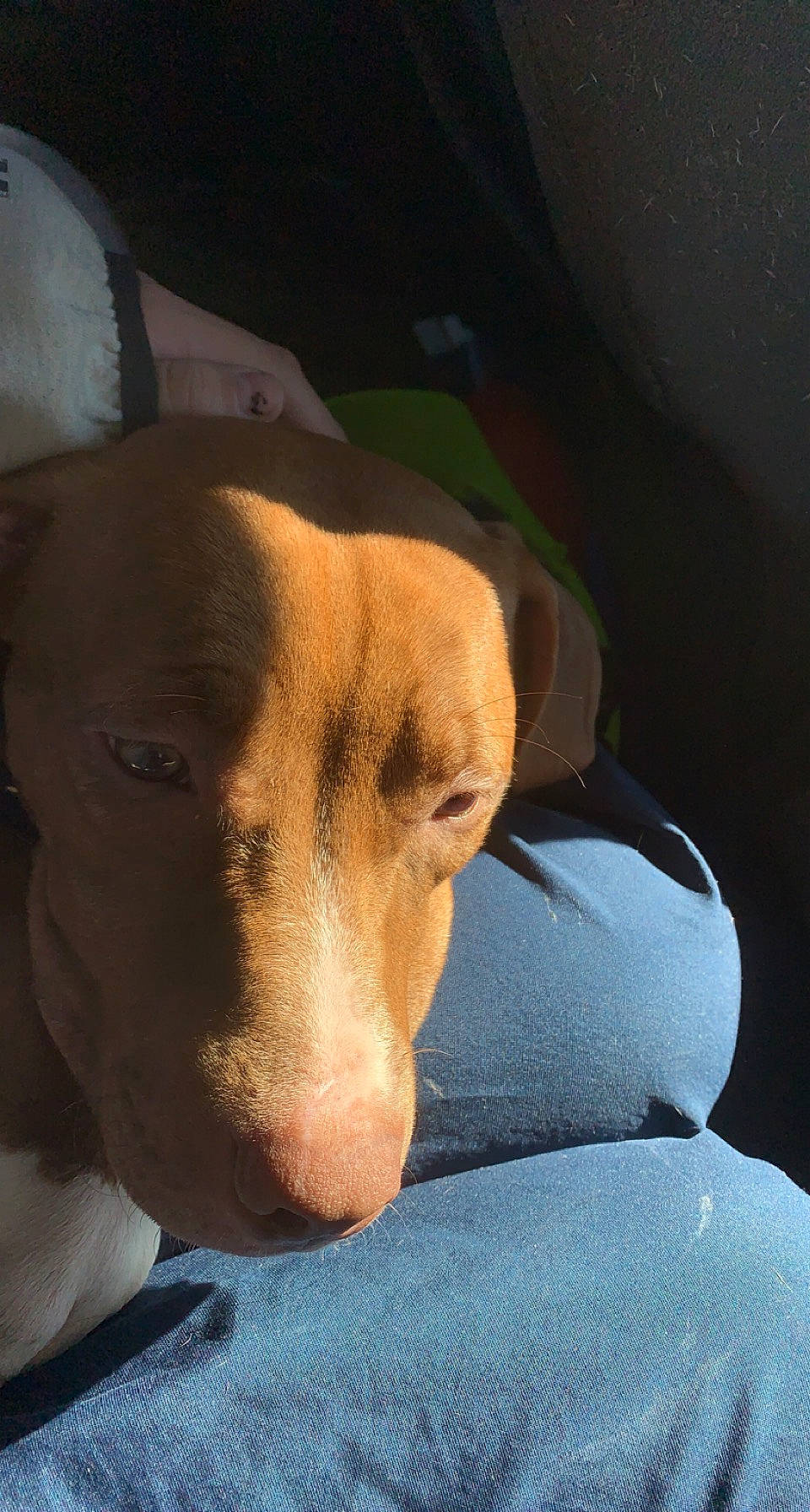 Cocoa joined the competition — help win amazing prizes! carnivore, collar, comfort, companion_dog, dog, dog_breed, ear, fawn, guard_dog, hunting_dog, liver, non_sporting_group, puppy, snout, sporting_group, terrestrial_animal, whiskers, working_animal