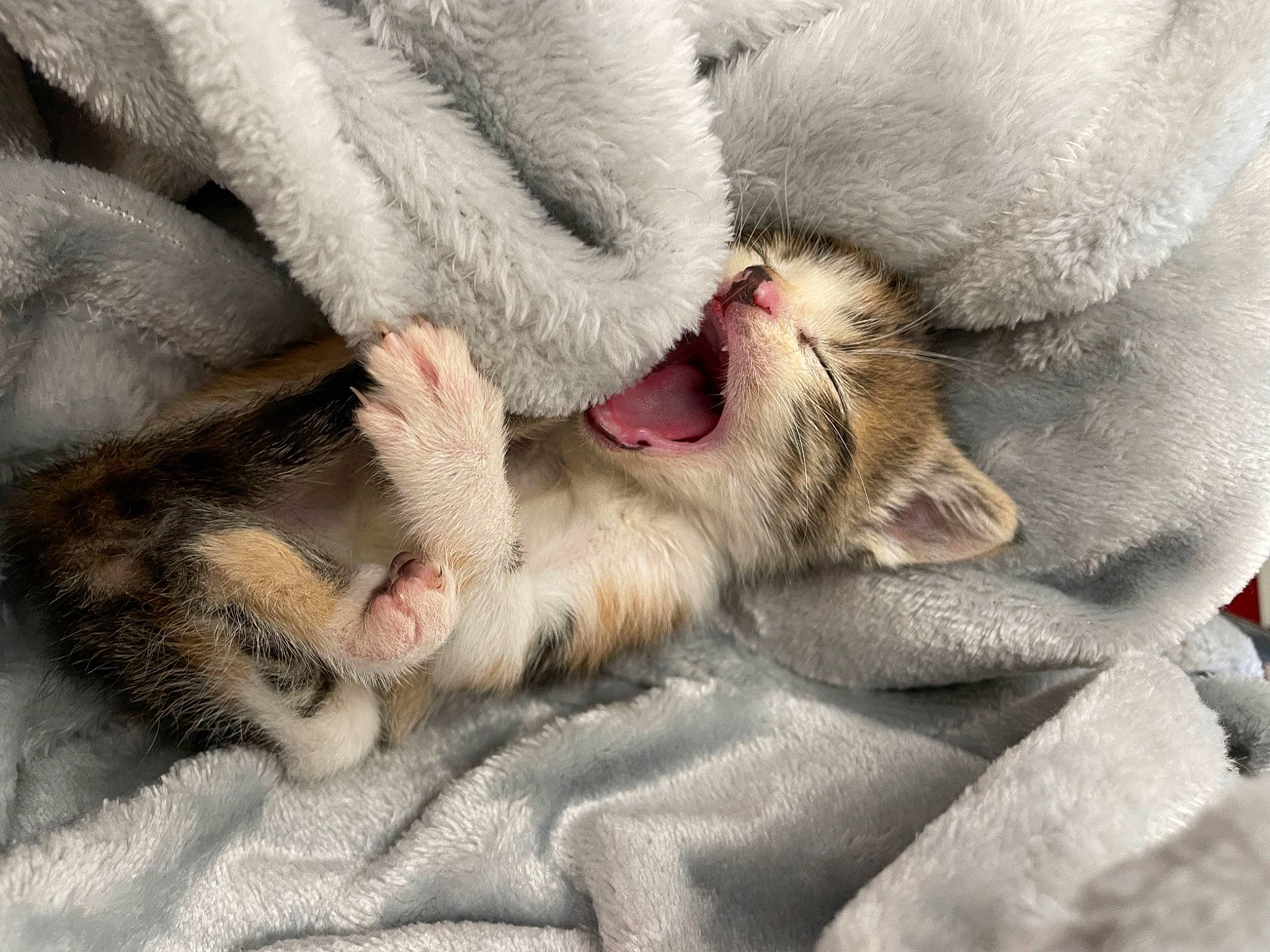 Mia joined the competition — help win amazing prizes! carnivore, cat, claw, comfort, felidae, fur, paw, small_to_medium_sized_cats, snout, sporting_group, terrestrial_animal, whiskers