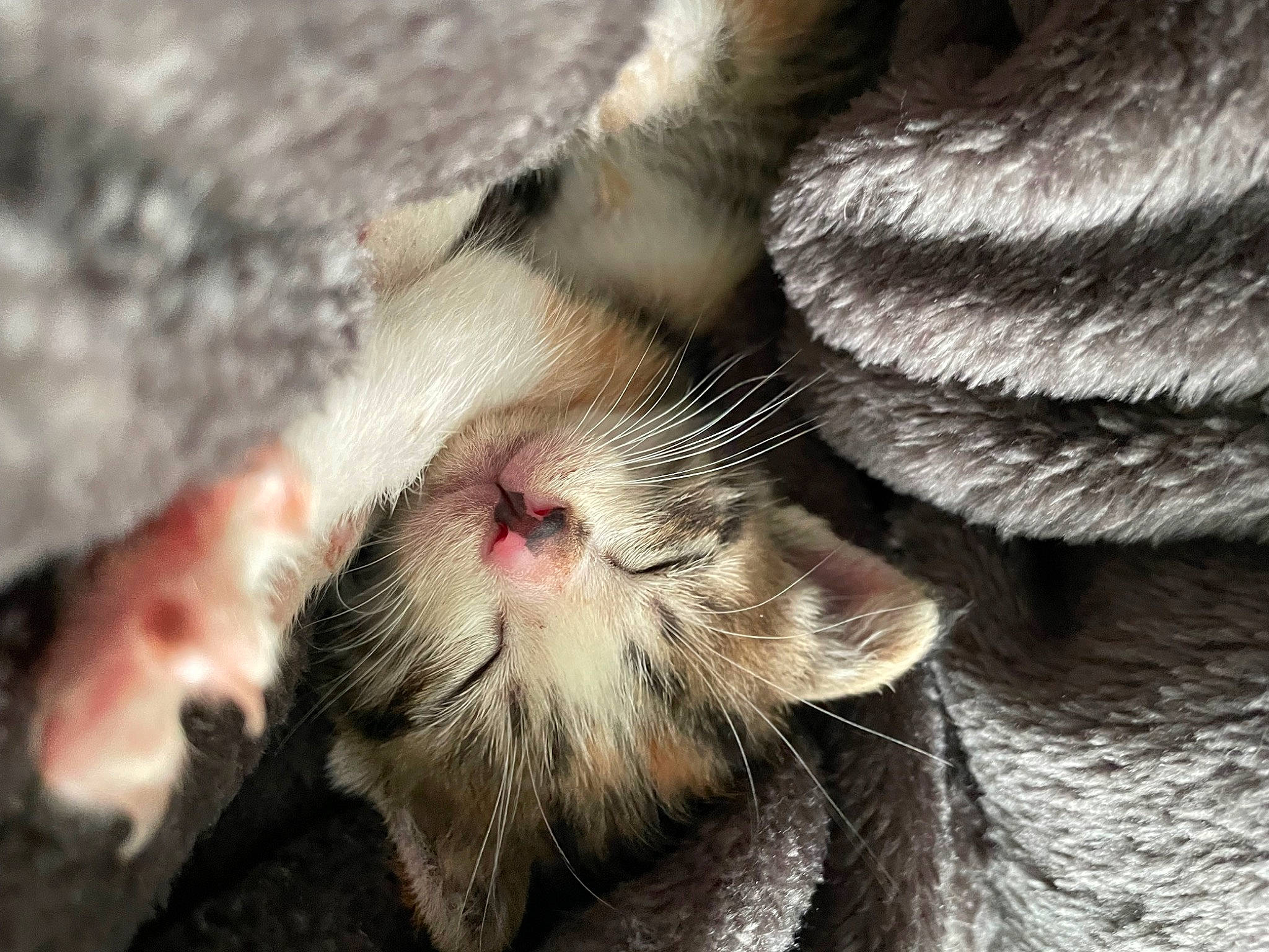 Mia is registered to the contest to win money with this photo: carnivore, cat, claw, domestic_short_haired_cat, fang, fawn, felidae, foot, fur, nap, paw, plant, small_to_medium_sized_cats, snout, tail, terrestrial_animal, tree, whiskers, wildlife, yawn