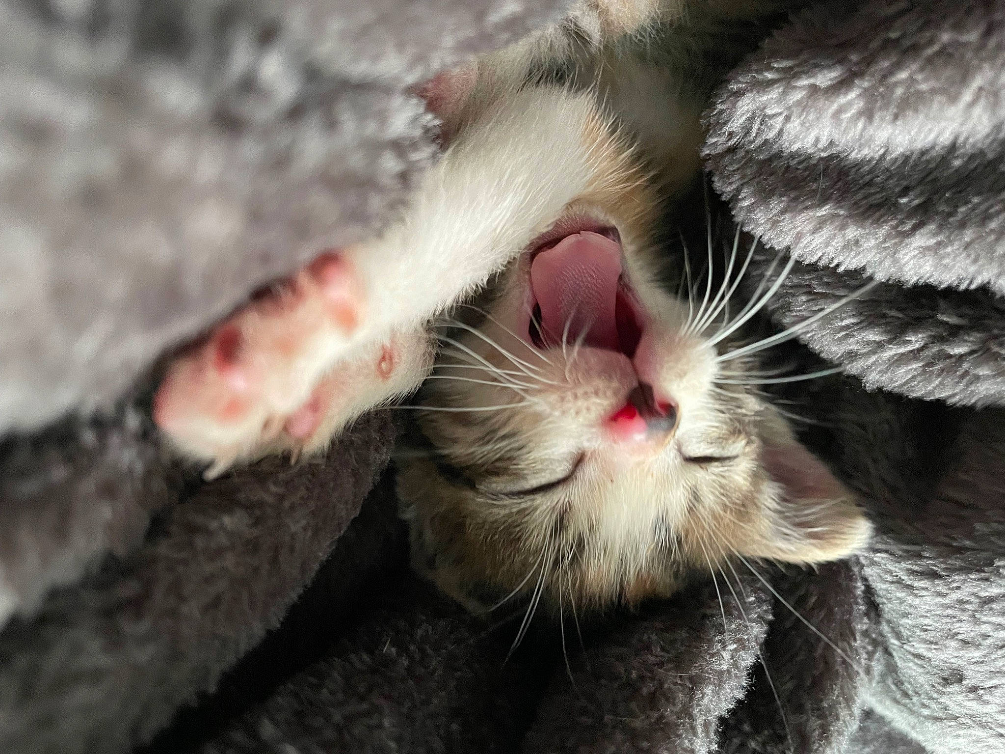 Mia joined the competition — help win amazing prizes! carnivore, cat, cat_toy, claw, domestic_short_haired_cat, eye, fang, felidae, foot, fur, jaw, organism, paw, plant, small_to_medium_sized_cats, snout, tail, terrestrial_animal, whiskers, yawn