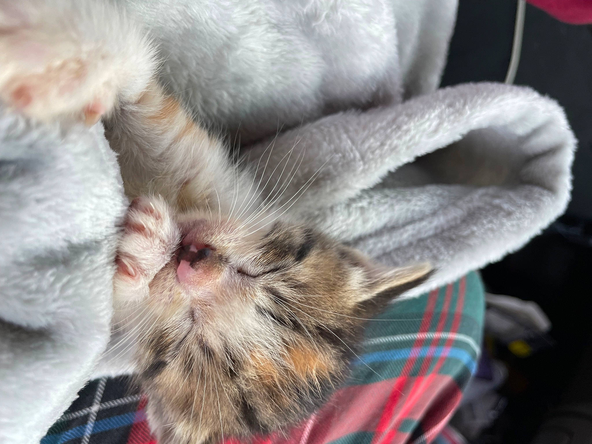 Mia is registered to the contest to win money with this photo: carnivore, cat, claw, comfort, domestic_short_haired_cat, ear, eye, fawn, felidae, fur, nail, nap, paw, plant, sleep, small_to_medium_sized_cats, snout, tartan, whiskers