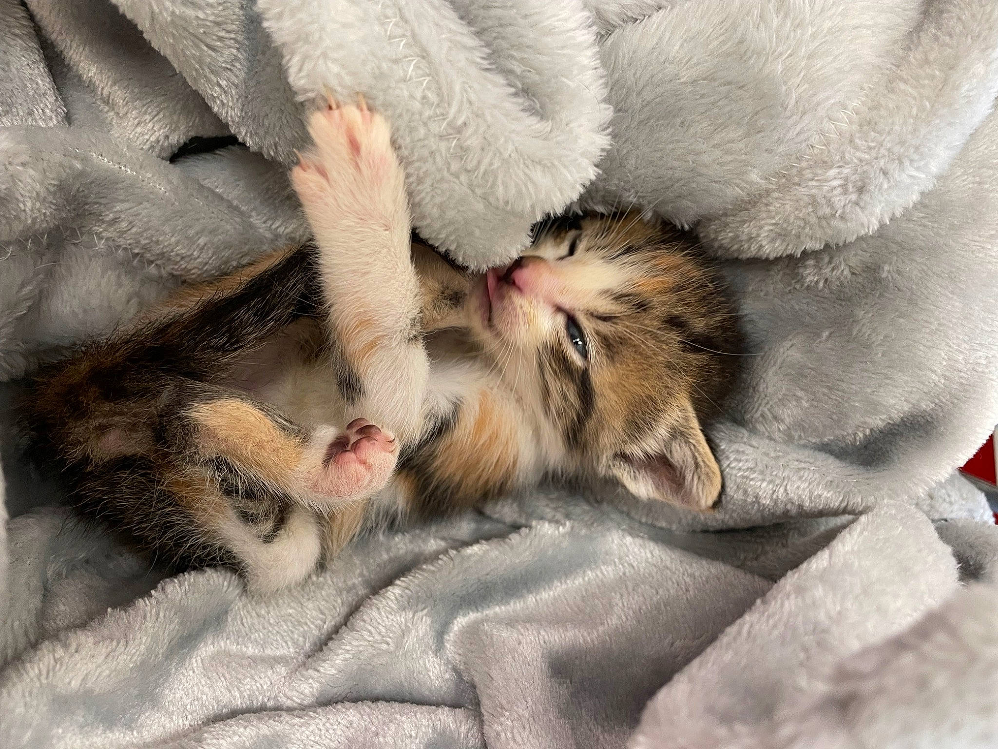 Mia joined the competition — help win amazing prizes! canidae, carnivore, cat, claw, comfort, domestic_short_haired_cat, fawn, felidae, fur, gesture, grey, linens, nap, paw, sleep, small_to_medium_sized_cats, snout, tail, textile, whiskers