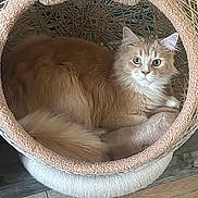 Yucky participe au concours pour gagner de l'argent avec cette photo : cat, ginger_cat, fluffy, long_hair, pet, animal, feline, blue_eyes, indoors, cat_bed, woven_basket, cozy, lounging, sitting, portrait, wooden_floor, home, cute, letter_tiles, photography