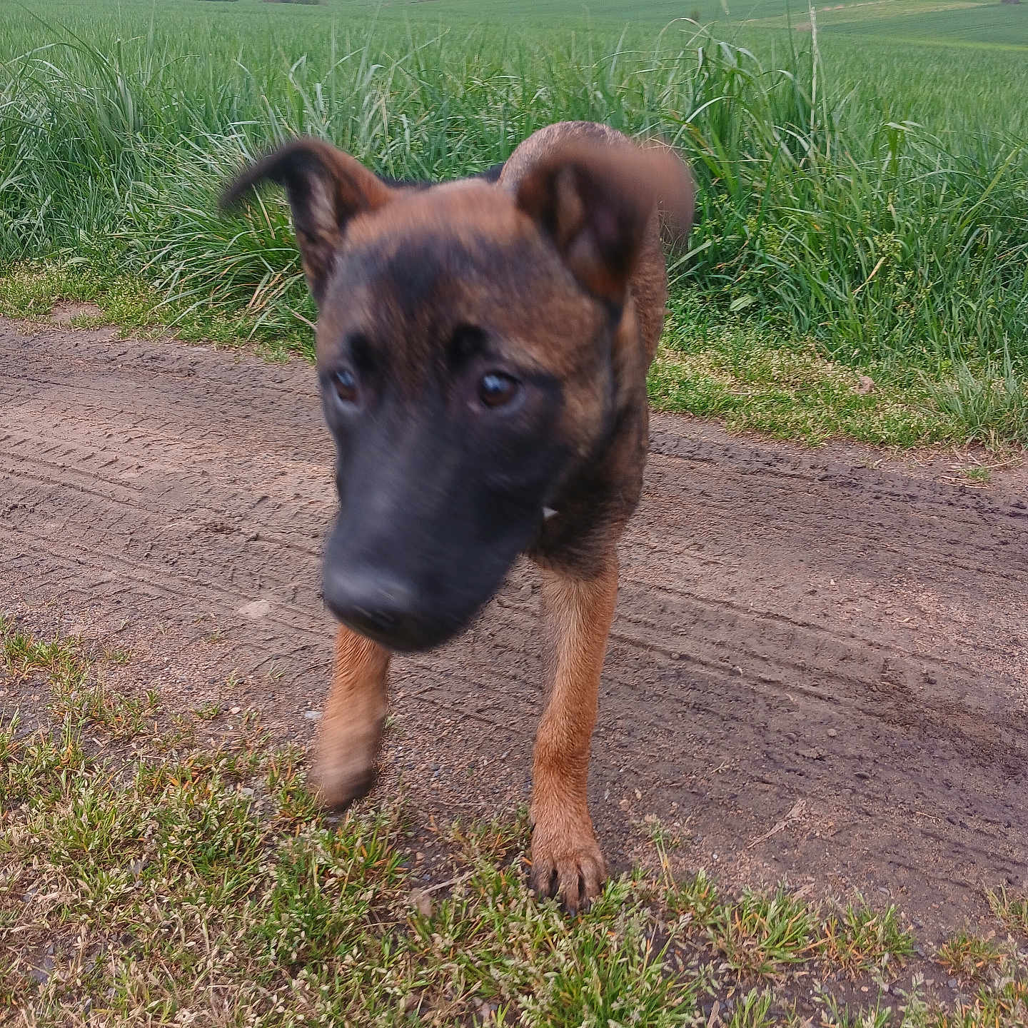 Evreste a rejoint le concours — aidez-le/la à gagner de superbes lots ! animal, canine, countryside, dog, field, germanshepherd, grass, grassland, hound, meadow, nature, outdoors, pet, plant, policedog, puppy, rural, snout, soil, terrier
