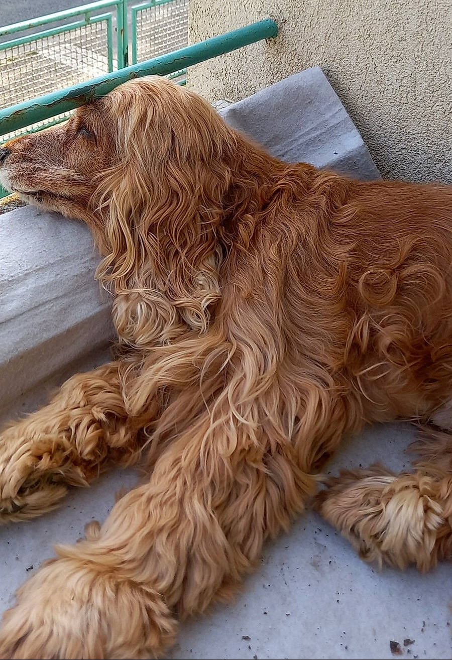 Athos a rejoint le concours — aidez-le/la à gagner de superbes lots ! art, carnivore, chainsaw_carving, chewbacca, companion_dog, dog, dog_breed, fawn, fence, flooring, fur, hardwood, liver, pattern, sculpture, spaniel, sporting_group, wood, wood_stain, working_animal