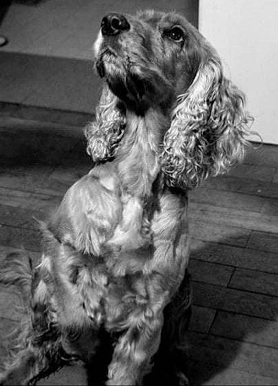 Athos participe au concours pour gagner de l'argent avec cette photo : canidae, carnivore, cocker_spaniel, companion_dog, dog, dog_breed, fur, liver, monochrome, monochrome_photography, photography, snout, spaniel, sporting_group, style, toy_dog, water_dog, white, working_animal