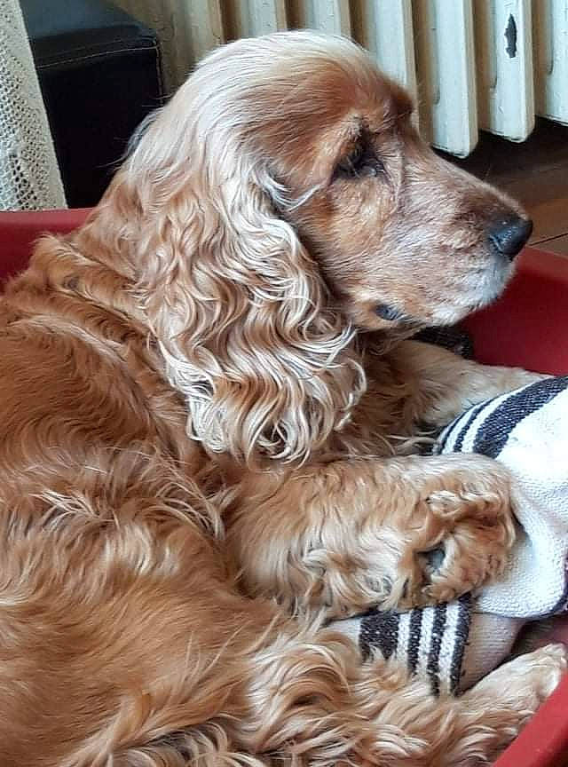 Athos a rejoint le concours — aidez-le/la à gagner de superbes lots ! canidae, carnivore, companion_dog, dog, dog_breed, dog_collar, dog_supply, fawn, fur, gun_dog, liver, paper_towel, puppy_love, snout, spaniel, sporting_group, toy_dog, wood, working_animal