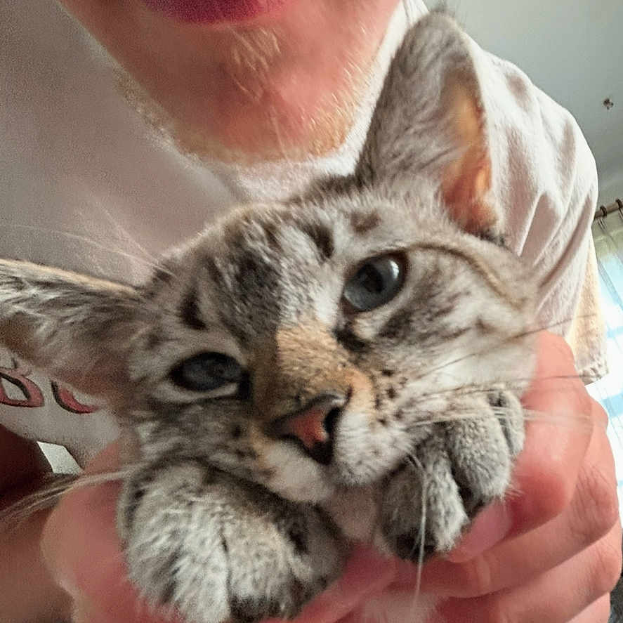 Crouton joined the competition — help win amazing prizes! person, cat, indoor, close_up, holding, blue_eyes, hands, white_shirt, feline, pet, animal, gentle, portrait, relaxed, young_adult, light_skin, short_hair, mustache, nose, mouth