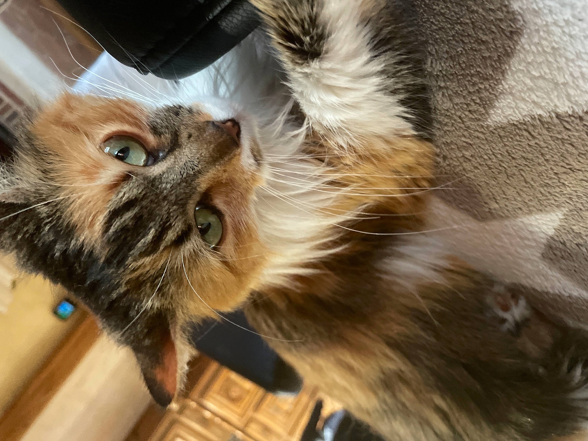 Ptit Chat participe au concours pour gagner de l'argent avec cette photo : canidae, carnivore, cat, claw, companion_dog, domestic_short_haired_cat, eyewear, fawn, felidae, fur, hardwood, liver, maine_coon, paw, small_to_medium_sized_cats, snout, tail, terrestrial_animal, whiskers, wood