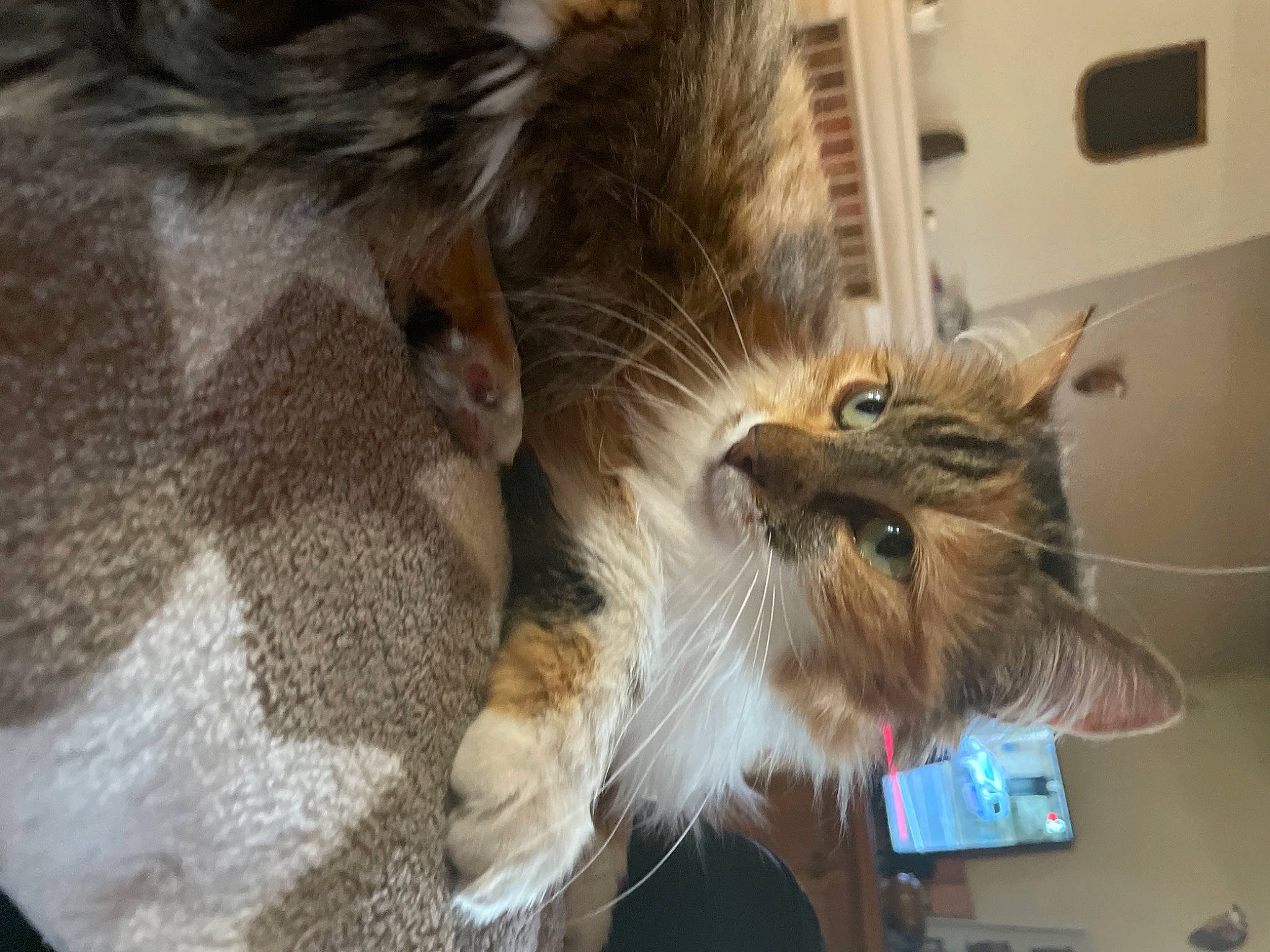 Ptit Chat a rejoint le concours — aidez-le/la à gagner de superbes lots ! box, carnivore, cat, claw, comfort, domestic_short_haired_cat, fawn, felidae, flooring, fur, paw, room, small_to_medium_sized_cats, tail, whiskers, wood