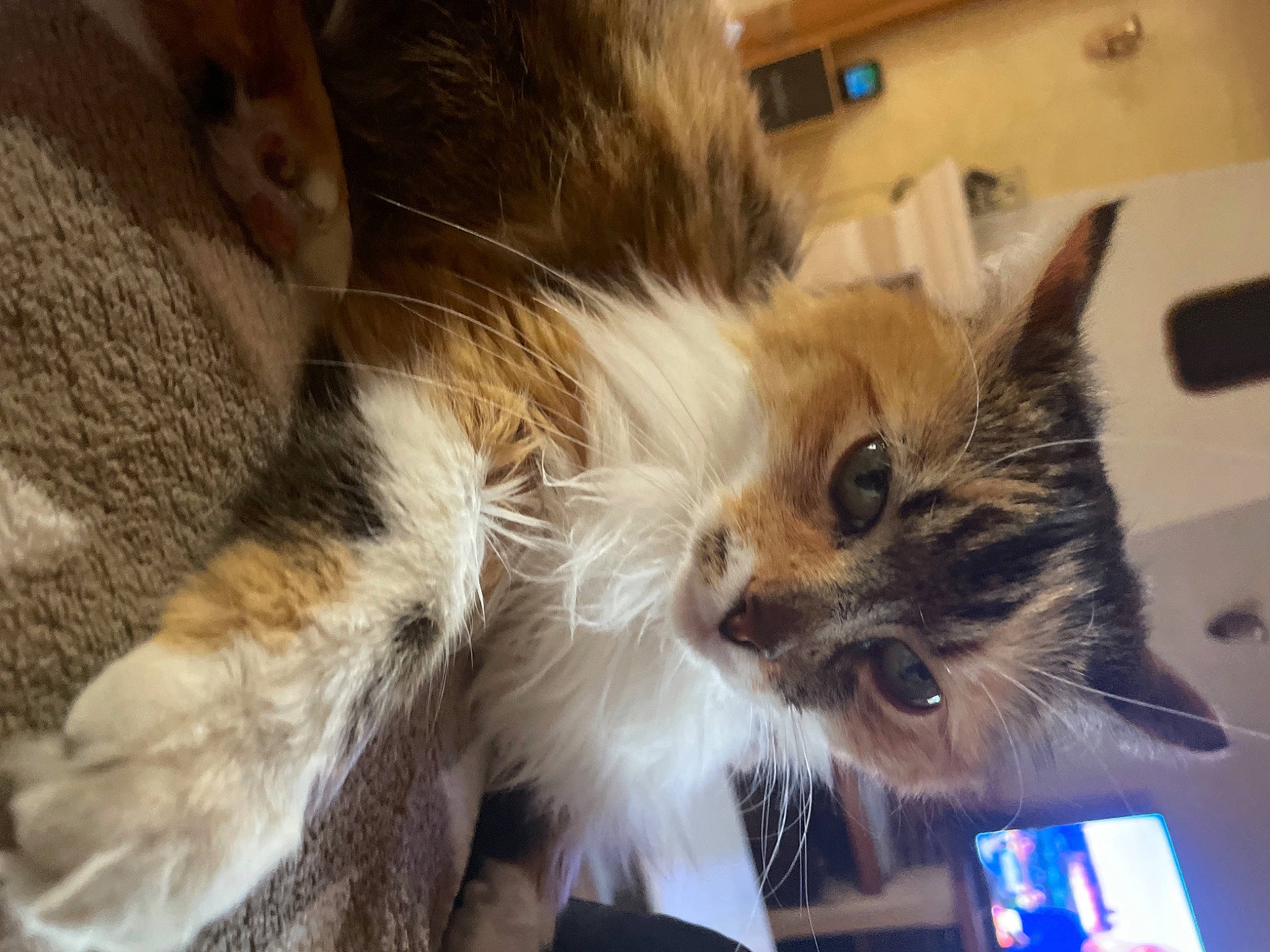 Ptit Chat participe au concours pour gagner de l'argent avec cette photo : box, carnivore, cat, claw, companion_dog, computer_keyboard, dog_breed, domestic_short_haired_cat, electric_blue, fawn, felidae, fur, lap, laptop, mouse, paw, personal_computer, small_to_medium_sized_cats, tail, whiskers