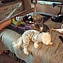 bedroom, bed, cat, dog, pet, pillow, quilt, blanket, furniture, resting, sleeping, indoor, cozy, animal, small_dog, tabby_cat, black_and_white_cat, dog_clothing, carpet, remote_control