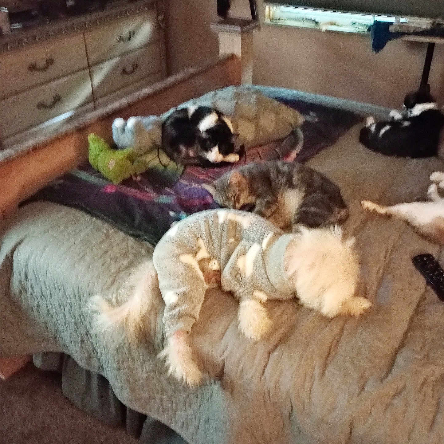 Cosmo is registered to the contest to win money with this photo: animal, bed, bedroom, black_and_white_cat, blanket, carpet, cat, cozy, dog, dog_clothing, furniture, indoor, pet, pillow, quilt, remote_control, resting, sleeping, small_dog, tabby_cat