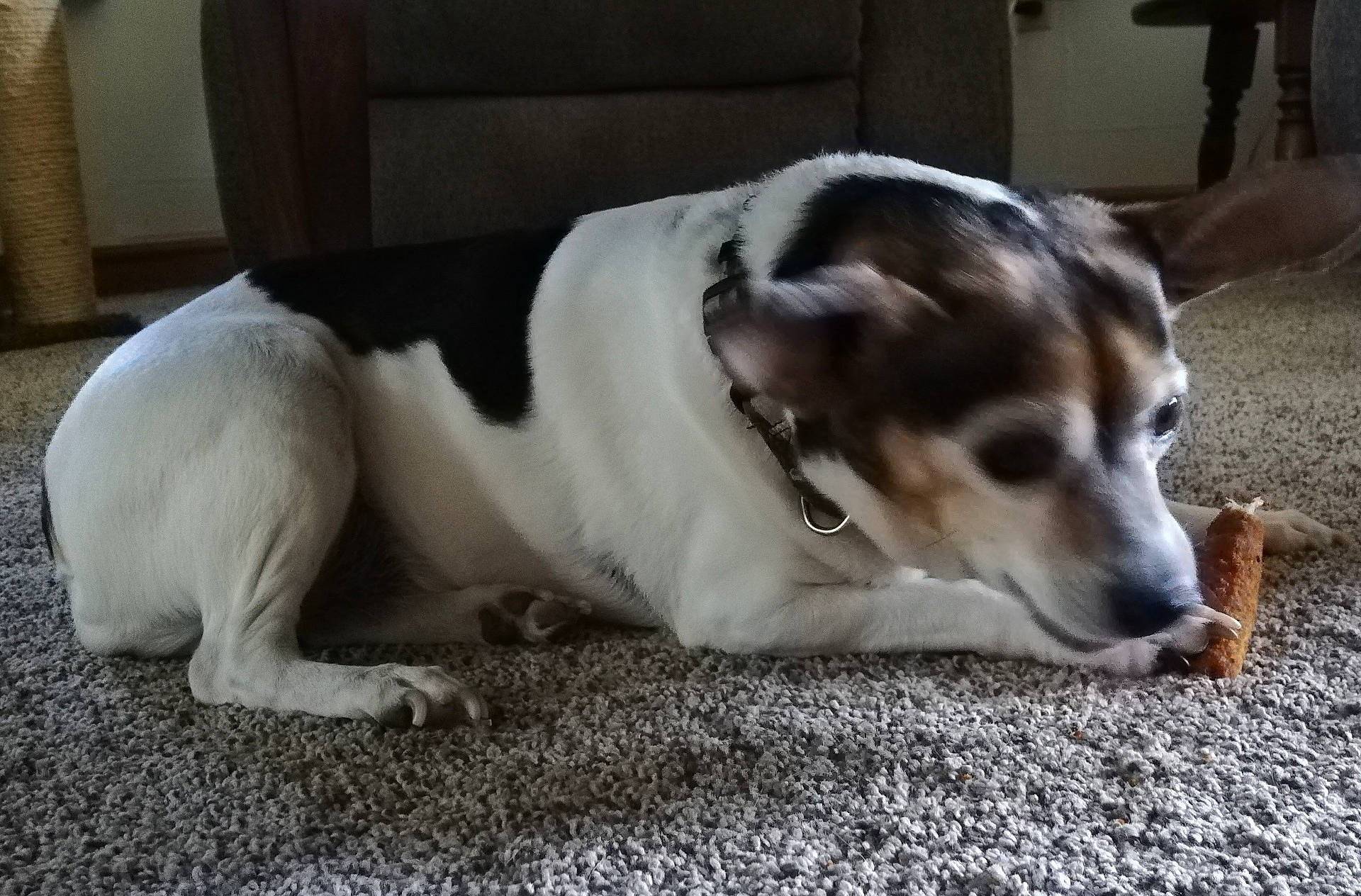 Baby is registered to the contest to win money with this photo: animal, black, brown, canine, carpet, chewing, collar, dog, domestic, ears, furniture, home, indoor, lying_down, paw, pet, relaxed, snout, treat, white