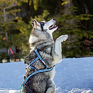 Paddy a rejoint le concours — aidez-le/la à gagner de superbes lots ! animal, canine, cold, daytime, dog, forest, fur, happy, harness, husky, mammal, nature, outdoor, paw, pet, playful, sitting, snow, sunlight, winter