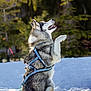animal, canine, cold, daytime, dog, forest, fur, happy, harness, husky, mammal, nature, outdoor, paw, pet, playful, sitting, snow, sunlight, winter