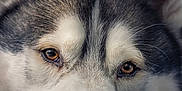 Paddy participe au concours pour gagner de l'argent avec cette photo : dog, husky, close_up, face, fur, eyes, resting, blanket, pet, animal, portrait, muzzle, whiskers, ears, soft_texture, indoor, calm, relaxed, brown_eyes, snout