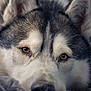 dog, husky, close_up, face, fur, eyes, resting, blanket, pet, animal, portrait, muzzle, whiskers, ears, soft_texture, indoor, calm, relaxed, brown_eyes, snout