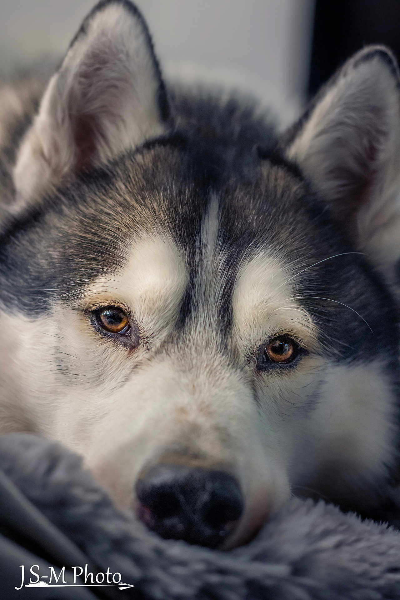 Paddy participe au concours pour gagner de l'argent avec cette photo : dog, husky, close_up, face, fur, eyes, resting, blanket, pet, animal, portrait, muzzle, whiskers, ears, soft_texture, indoor, calm, relaxed, brown_eyes, snout