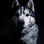 Paddy a rejoint le concours — aidez-le/la à gagner de superbes lots ! dog, husky, portrait, animal, pet, fur, ears, eye, shadow, dark, black_background, closeup, mammal, canine, whiskers, face, looking, one_eye_visible, studio_lighting, fluffy