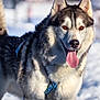 Paddy participe au concours pour gagner de l'argent avec cette photo : dog, siberian_husky, snow, outdoor, animal, pet, fur, tongue, harness, canine, mammal, winter, playful, portrait, close_up, nature, friendly, alert, walking, daylight