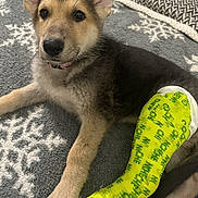 Sasha is registered to the contest to win money with this photo: dog, puppy, cast, bandage, blanket, paw, ear, nose, collar, fur, bed, indoor, laying_down, cute, pet, sleepy, textile, patterned_blanket, closeup, animal