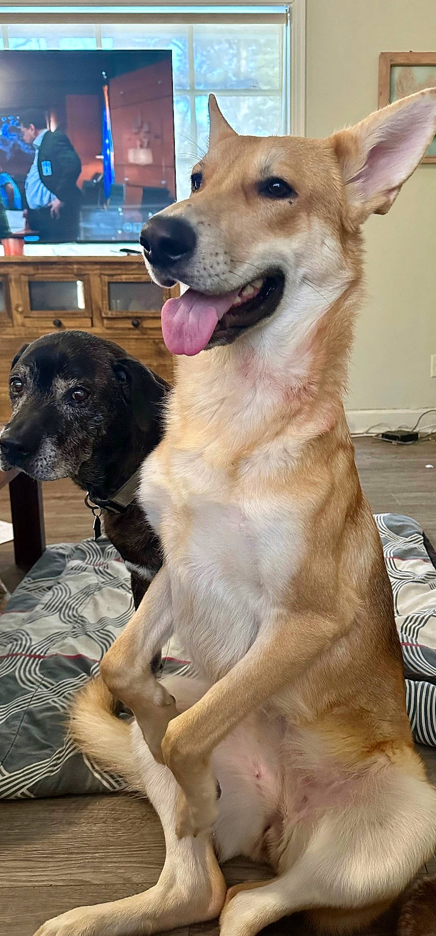 black_dog, blanket, cabinet, close_up, collar, dog, dog_bed, dogs, happy, indoor, living_room, pet, portrait, sitting, tan_dog, tongue_out, tv, tv_screen, upright_ears, wooden_floor